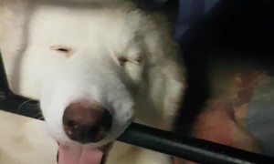 Sleepy Pooch Slumbers in Odd Position