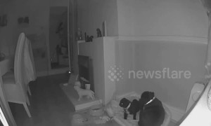 Who you gonna call? Pugs react to 'ghost activity' in their house