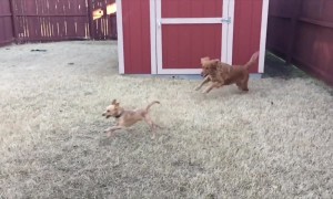 Two Dogs Love Playing!