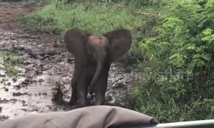 Cocky elephant calf shows buffalo who’s boss while protecting his herd