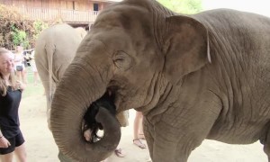 Caring elephant shows deep affection towards human friend