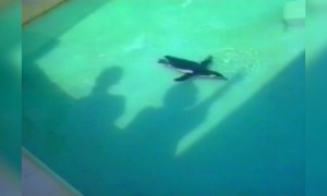 Penguin Follows Hand Shadow