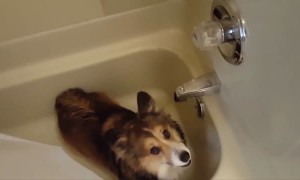 Corgi LOVES the Shower!