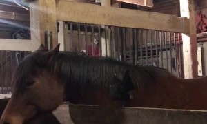 Rooster Rides the Wrong Horse