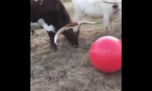 Tex the bull gets a new red ball and he loves it!