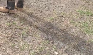 Car with an Apple Filling