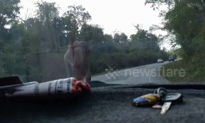 Terrified couple hide as elephant raids their car in Thailand