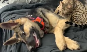Cat Gives a Great Massage to German Shepherd