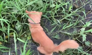 Dog finds abandoned puppies in field after hearing their cries for help