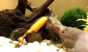 Snails Can't Get Enough of Baby Carrot