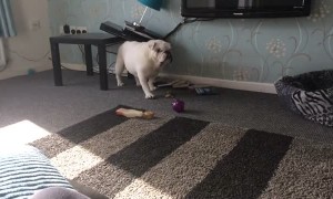 Bulldog creates mess after using table to scratch itch