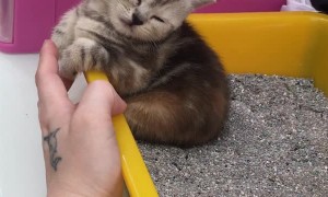 Cute Kitten Sleeps in a Strange Space