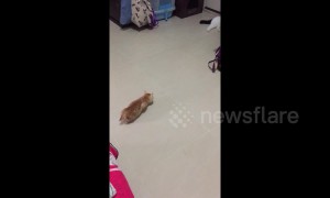 Playful kitten tries to scare bigger cat by sneaking up and surprising it