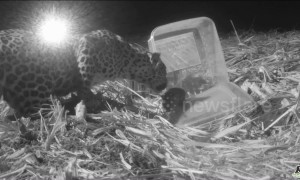 Lost leopard cub reunited with mother in India