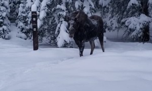 Morning Meeting With a Moose