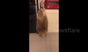 Greedy raccoon tries to steal his favourite biscuits in kitchen