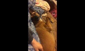 Needy dog doesn’t let owner stop stroking him