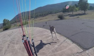 Curious Kangaroo Charges Paraglider
