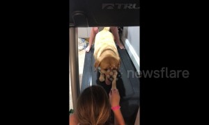 What more motivation do you need? Yellow Labrador exercises for treats