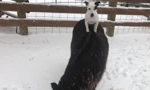 Jack Russell Puppy is Ready to Ride