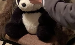 Sweet Sloth with His Stuffed Toy