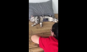 Are you fur real?! Cat not impressed being used as a phone stand