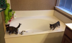 Sweet Kittens turn Bathtub into their Playground