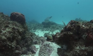 Excited Diver Has Close Encounter with Sharks