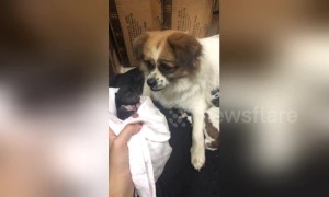 Heartbreaking moment dog sheds tears over her own weak puppy
