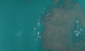 Dolphins Follow Frolicking Whale