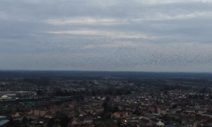 Drone Captures Beautiful Bird Flock Formations