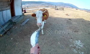 Bizarre moment cow eats a fish