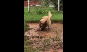 Adorable Dirty Doggy