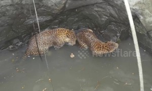 Spot of bother: rescuers haul leopards from bottom of deep Indian well
