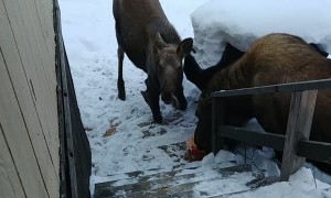 Moose Munch on Porch Pumpkin