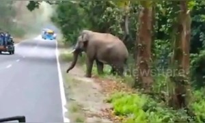 Wild elephant charges tourist vehicle in Northeast India