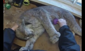 Adorable lynx absolutely loves to be brushed