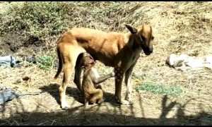 Dog adopts abandoned baby monkey in India
