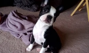 Boston Terrier puppy scared after 'breaking wind'