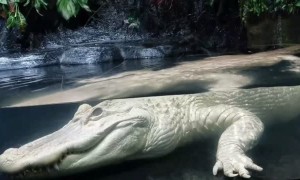 Rare Albino Alligator