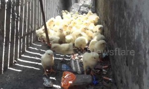 Dozens of chicks are rescued after falling into motorway storm drain