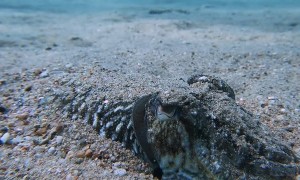 Cuttlefish Camouflage