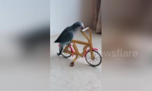 Well-trained parrot shows off incredible skills using tiny tools