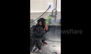 Baby chimpanzee takes a shower using a sink faucet