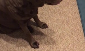 Guilty Puppy Can't Deny Destroying Bed