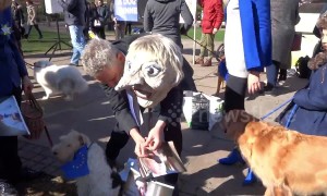 'Brexit is a dog's dinner' Pro-EU pooches gather near Houses of Parliament in London