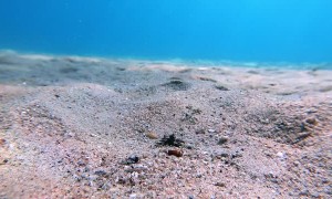 Fish Dives Under Sea Floor