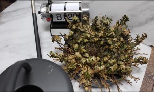 Mesmerising Resurrection of Dessert Plant