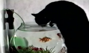 Kitty gets a Drink in an Unusual Spot