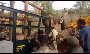 Indian forest officials capture man-killer elephant